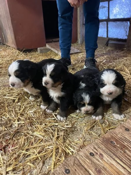 Vendita cuccioli Bovaro del Bernese | Foto 1