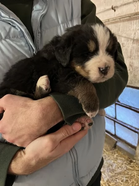 Vendita cuccioli Bovaro del Bernese | Foto 0