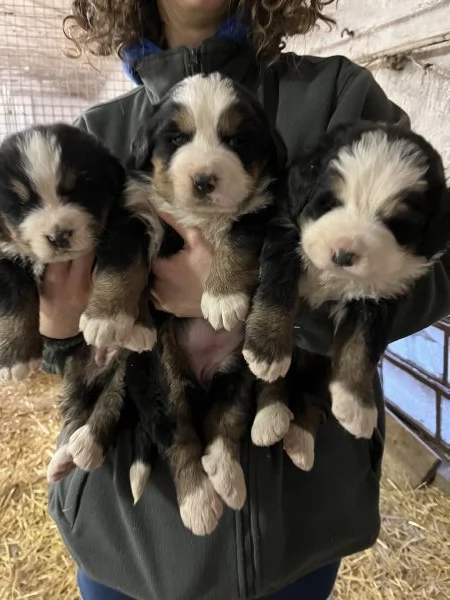 Vendita cuccioli Bovaro del Bernese