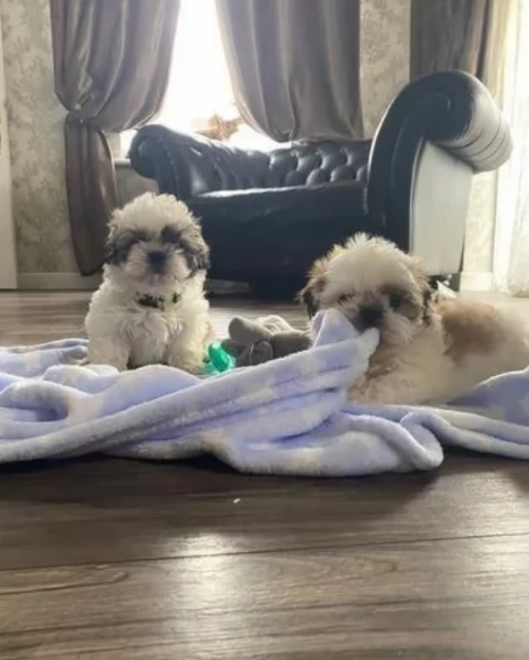 2 maschi e femmine Shihtzu in adozione