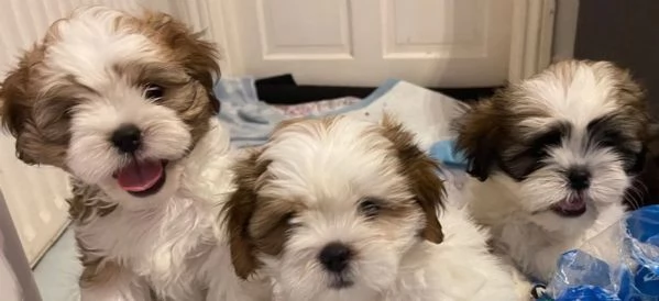 Cuccioli Shihtzu in adozione maschi e femmine | Foto 4