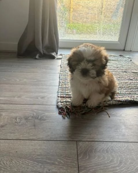 Cuccioli Shihtzu in adozione maschi e femmine | Foto 3