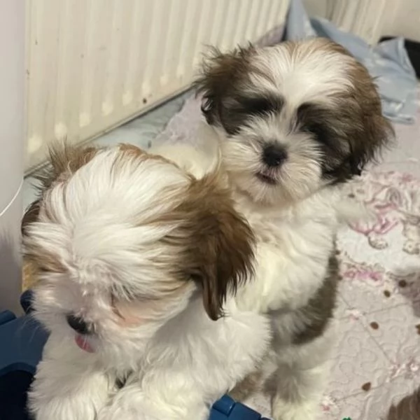 Cuccioli Shihtzu in adozione maschi e femmine | Foto 2