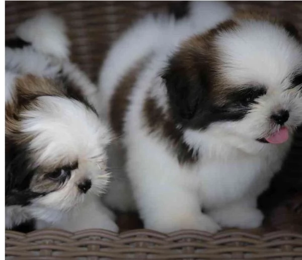 Cuccioli Shihtzu in adozione maschi e femmine | Foto 1