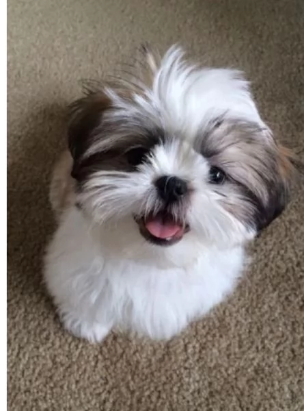 Cuccioli Shihtzu in adozione maschi e femmine