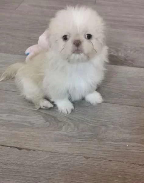 Bellissimi Shihtzu  maschio e femmina