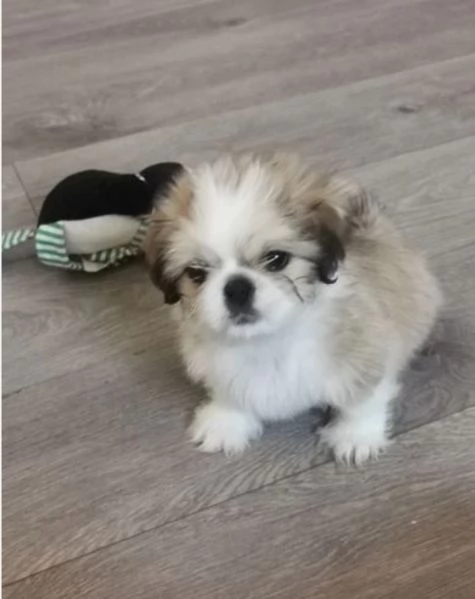 Bellissimi cuccioli maschio e femmina Shihtzu | Foto 1