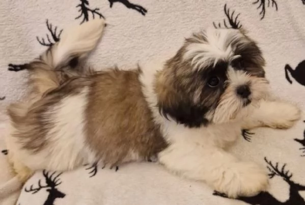 2 Dolcissimi cucciolini di Shihtzu  toy | Foto 0