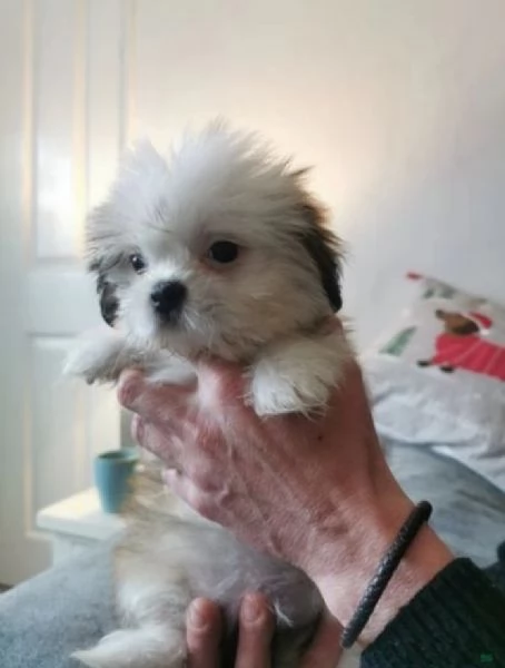 bellissimi cuccioli di shihtzu subito disponibili | Foto 2