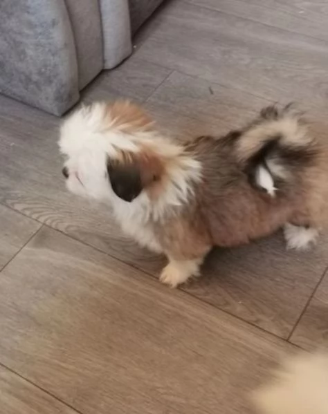 bellissimi cuccioli di shihtzu subito disponibili