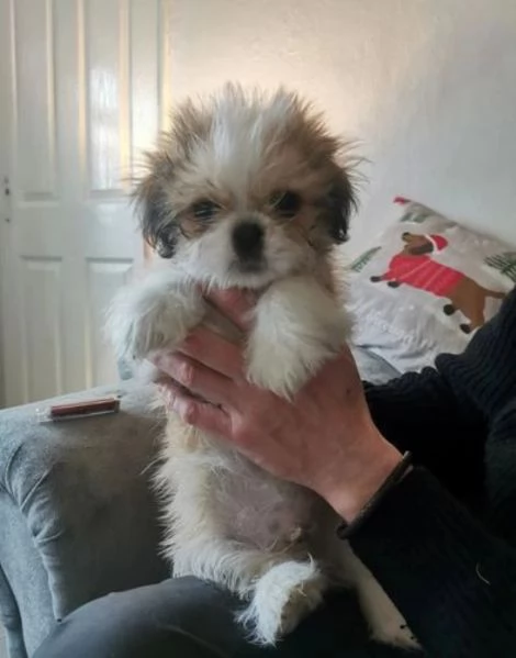 bellissimi cuccioli di shihtzu subito disponibili | Foto 0