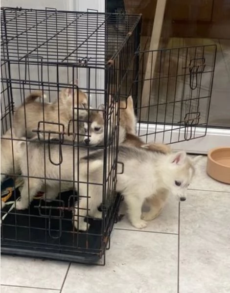 per adozione CUCCIOLI DI SIBERIAN HUSKY ALLEVATI CON AMORE  | Foto 0