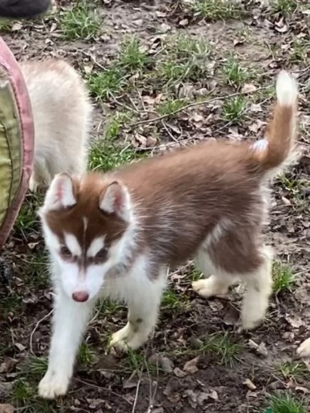 CUCCIOLI DI SIBERIAN HUSKY ALLEVATI CON AMORE per adozione 