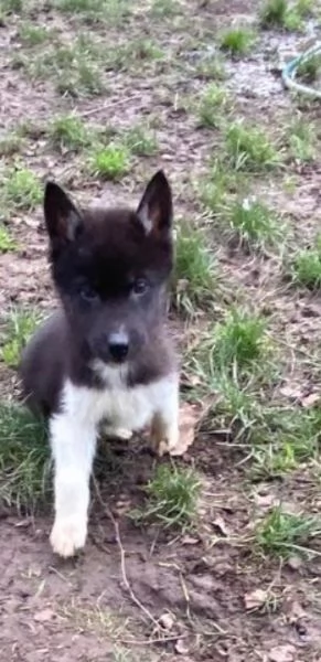 CUCCIOLI DI SIBERIAN HUSKY ALLEVATI CON AMORE per adozione  | Foto 1