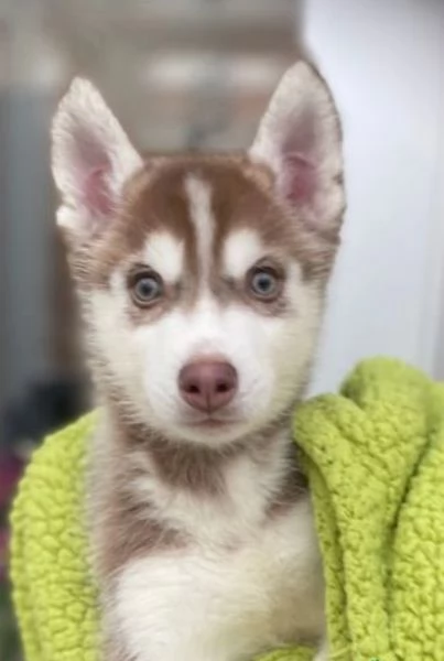 CUCCIOLI DI SIBERIAN HUSKY ALLEVATI CON AMORE per adozione  | Foto 0