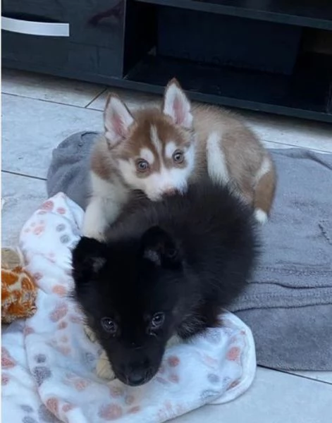 CUCCIOLI DI SIBERIAN HUSKY ALLEVATI CON AMORE per adozione 