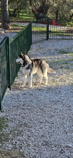 Siberian Husky Maschio da Monta | Foto 5