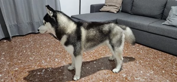 Siberian Husky Maschio da Monta | Foto 1