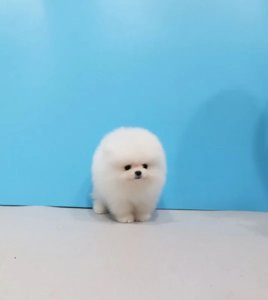 Cuccioli di Volpino Pomerania disponibili | Foto 2