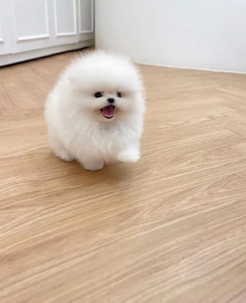 Cuccioli di Volpino Pomerania disponibili | Foto 1