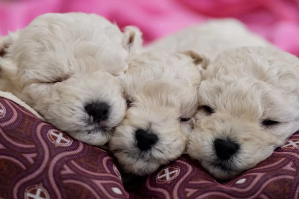 Cuccioli barboncino | Foto 1