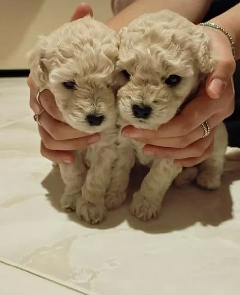 Cuccioli barboncino