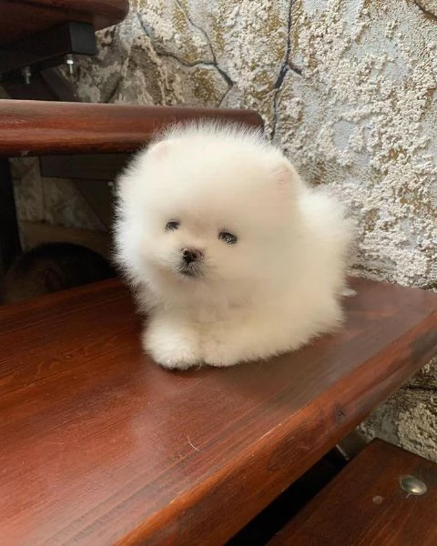 Cuccioli di Pomerania toy di razza pura in cerca di adozione