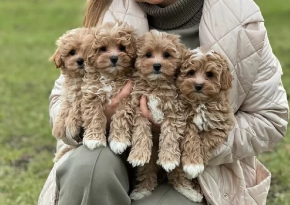 Cuccioli di Maltipoo