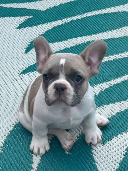 Cuccioli di bulldog francese | Foto 0