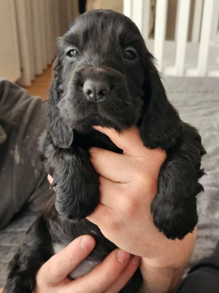 Cuccioli di cocker spaniel inglesi color nero | Foto 1