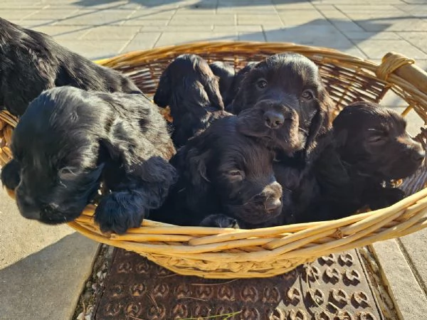 Cuccioli di cocker spaniel inglesi color nero | Foto 0