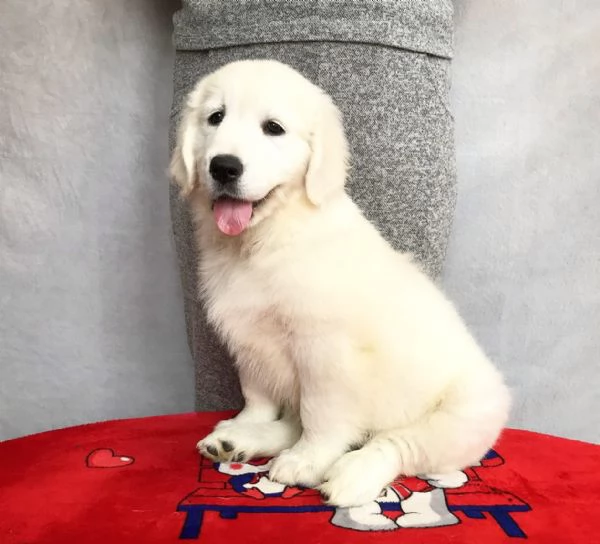 Due cuccioli di Golden Retriever cercano casa