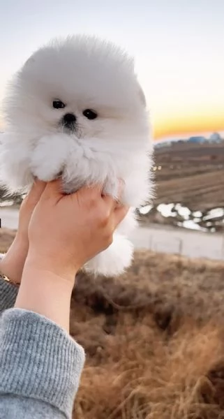 CUCCIOLI DI POMERANIA | Foto 0