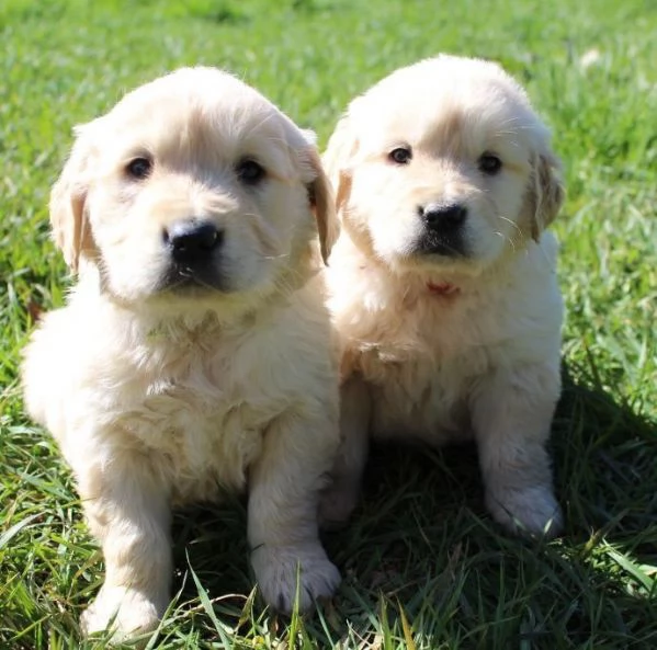 Due cuccioli di Golden Retriever cercano casa