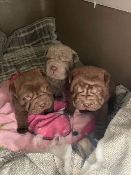 Vendesi cuccioli Shar Pei