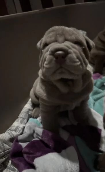 Vendesi cuccioli Shar Pei | Foto 3