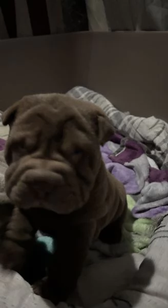 Vendesi cuccioli Shar Pei | Foto 1