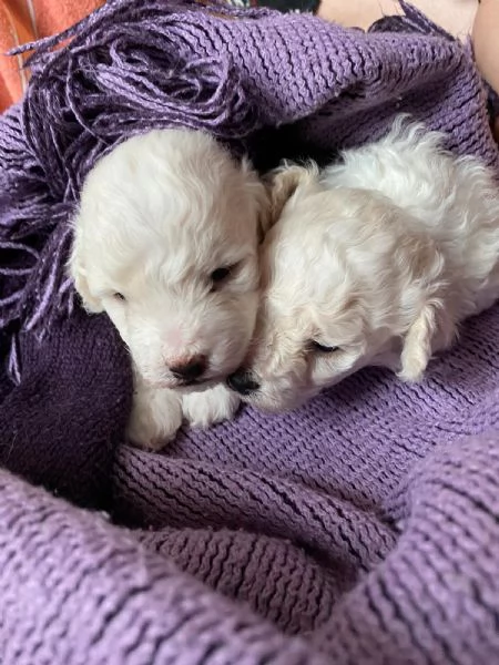 Cuccioli di Bolognese