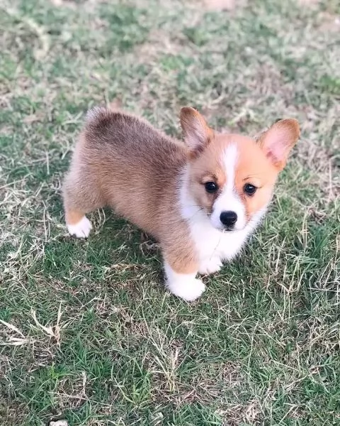 Cuccioli di Corgi in adozione