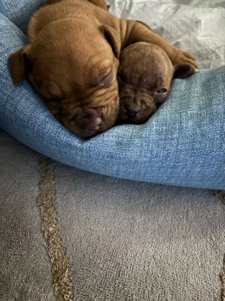 Vendo cuccioli Pitbull  | Foto 8