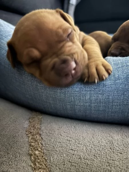 Vendo cuccioli Pitbull  | Foto 7