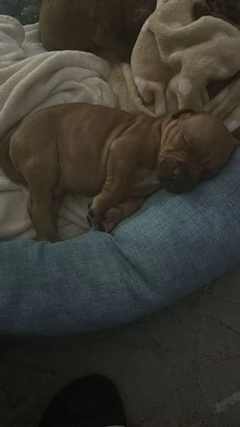 Vendo cuccioli Pitbull  | Foto 3