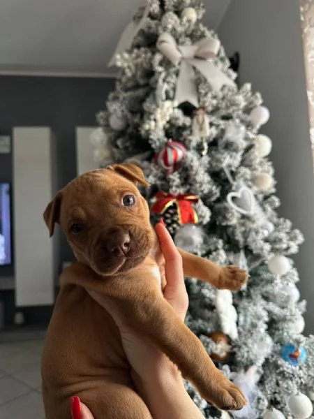 Vendo cuccioli Pitbull  | Foto 1