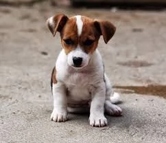  REGALO JACK RUSSEL