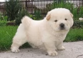 REGALO CHOW CHOW 