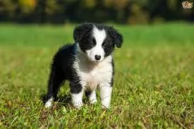   REGALO BORDER COLLIE 