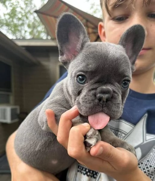 Adorabili cuccioli di bulldog francese pronti per la loro casa per sempre | Foto 6