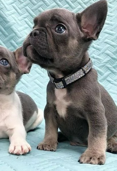 Adorabili cuccioli di bulldog francese pronti per la loro casa per sempre | Foto 5