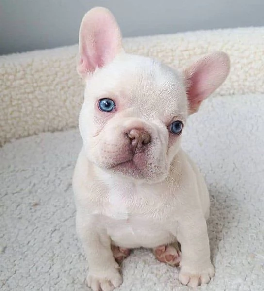 Adorabili cuccioli di bulldog francese pronti per la loro casa per sempre | Foto 4