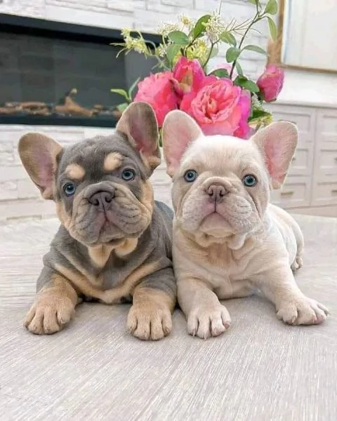 Adorabili cuccioli di bulldog francese pronti per la loro casa per sempre | Foto 3